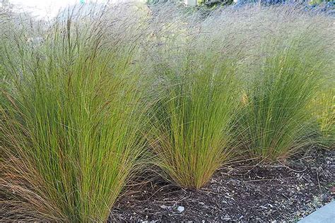 Easy Landscaping with Ornamental Grasses | Gardener's Path