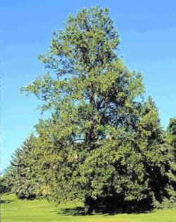 Kentucky State Tree: Tulip Poplar / Yellow Poplar