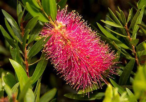 Callistemon Bottle Brush Flower - Free photo on Pixabay - Pixabay