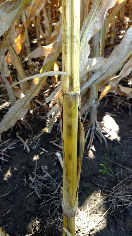 Corn Diseases - Yield PRO Agronomy LLC