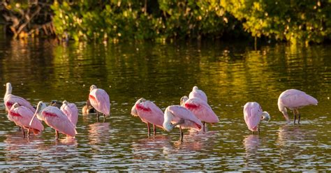 National Wildlife Refuge Devastated By Hurricane Ian Just Reopened On ...