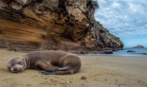 Our Work - Galapagos Conservation Trust