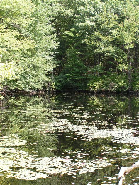 Pin by flower lady on ::walden pond:: | Walden pond, Pond, Outdoor