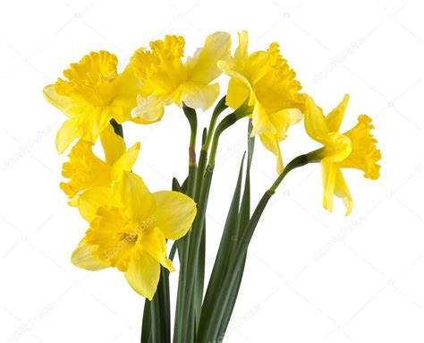 Yellow daffodil flowers isolated on white background — Stock Photo © valzan #168706998