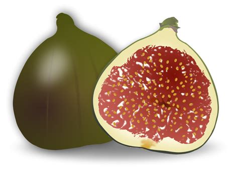 Fig Fruit Free Vector / 4Vector