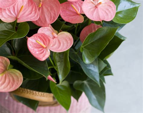 Anthurium_plants_care_tips_flowers_falmingo_flower_flamingo_flamingoplant_cut_flower_pecker ...