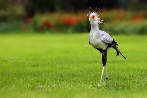 14 Secretary Bird Facts - Fact Animal