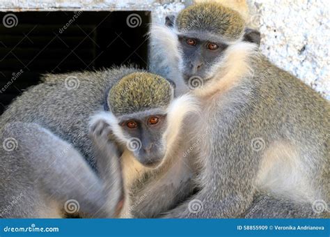 Two monkeys stock image. Image of monkey, life, friends - 58855909