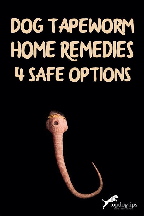 Dog Tapeworm Home Remedies: 4 Safe Options in 2021 | Home remedies, Dog ...