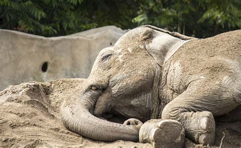 Vacation for Elephants: Spa, Ayurvedic Supplements And New Friends