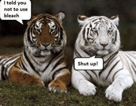 Terrific Tiger Memes That Are Ferociously Funny | Funny tiger, Laundry humor, Memes