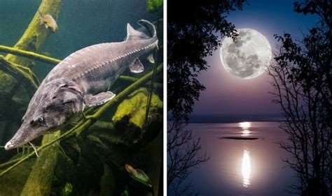 Sturgeon Moon 2019 meaning: Why is the August Full Moon called the Sturgeon Moon? | Science ...