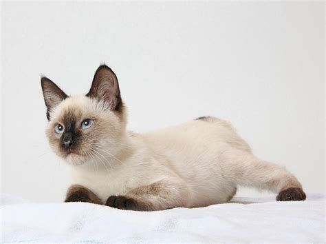 Chocolate point siamese Photograph by Kimber Butler