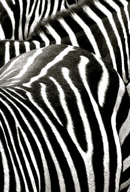 Zebra Stripes | Flickr – Compartilhamento de fotos! | Zebra, Zebras ...