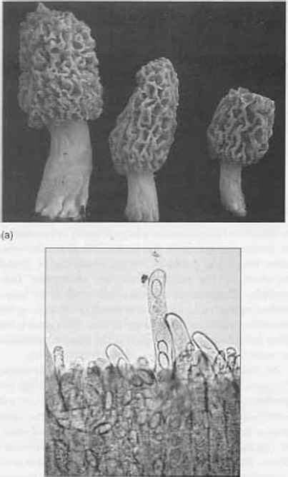 Exercise A Fungal Diversity - Applied Botany