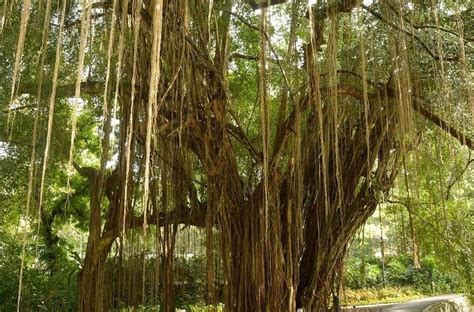 National Tree of India: Banyan Tree Facts, Importance & Significance ...