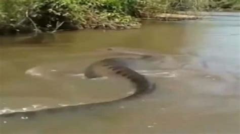 Giant Anaconda Seen In A River Viral Video Trending On Social Media