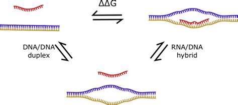 Chapter 7: Noncoding RNAs – Applied Bioinformatics