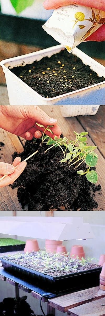 How To Starting Seeds Indoors - all-garden-world