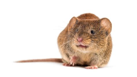 "Bank Vole" Images – Browse 659 Stock Photos, Vectors, and Video | Adobe Stock