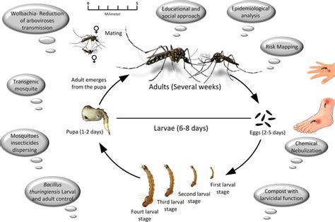 Control Strategy for Aedes aegypti (Linnaeus, 1762) Population | IntechOpen