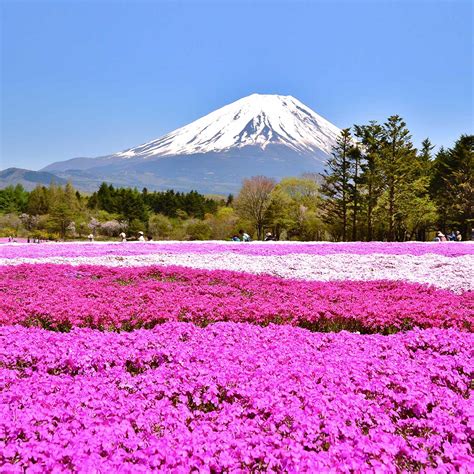 THE FUJI SHIBAZAKURA FESTIVAL -April 2023 - National Today