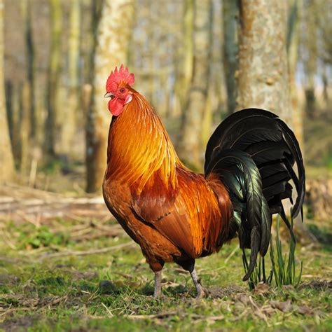 Rhode Island Red Chicken (Breed Guide) - Know Your Chickens