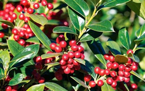 Types of Holly Trees | The Options — PlantingTree