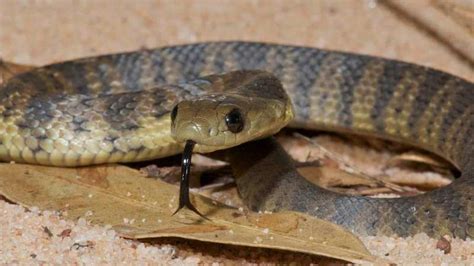 This Snake Is So Deadly Its Venom Hasn't Had to Change in 10 Million Years