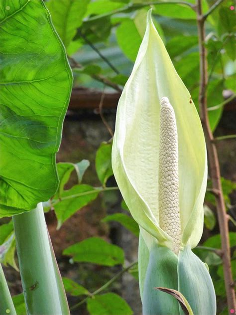 Araceae - Wikipedia | Easy to grow houseplants, Plants, Planting flowers