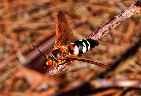 Cicada Killer Wasp 005 Photograph by George Bostian | Pixels