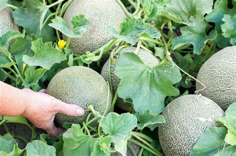 8 Tips for Growing The Sweetest Melons - Modern Farmer