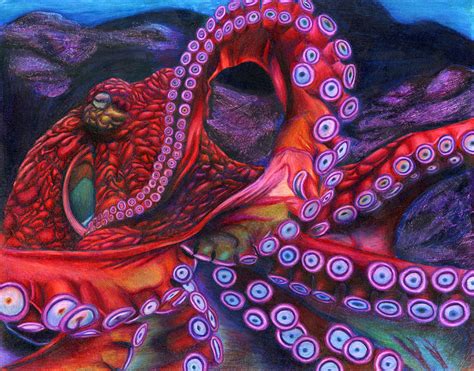 Giant Pacific Octopus By Erick Villegas Drawing by California Coastal Commission