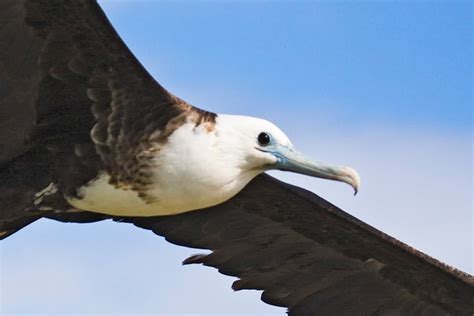 Caribbean Islands: Magnificent Frigate Bird