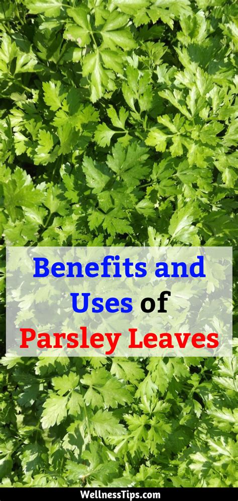 Parsley Leaves: Benefits and Uses of Parsley Leaves #parsley #herb #health #healthy # ...