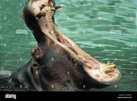 hippo Hippopotamus amphibius mouth openly teeth waters Stock Photo - Alamy