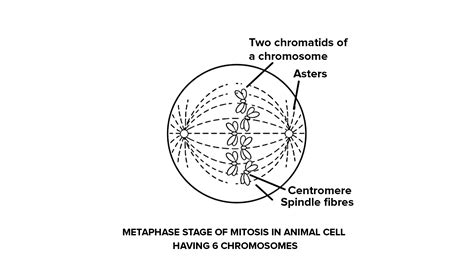 Draw a neat labelled diagram to show the Metaphase stage of Mitosis in ...