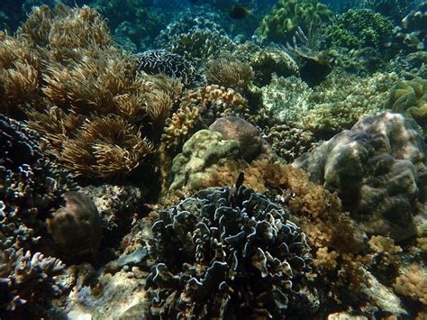 Coral Reef in Bunaken National Park, Manado, Indonesia taken using olympus tough tg-3 camera