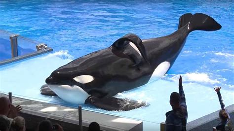 Tilikum, Seaworld killer whale featured in 'Blackfish' documentary, dies - KOBI-TV NBC5 / KOTI ...