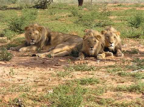 File:Lions lying.jpg - Wikimedia Commons