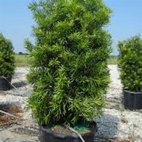 Podocarpus - 'Japanese Yew' - Dallas Stone Yard and Landscape Supply ...