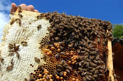 Bees on honeycomb stock photo. Image of frame, garden - 14925094