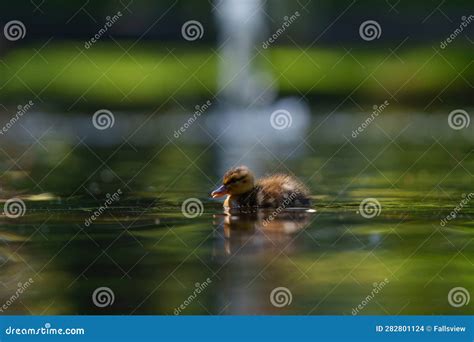 Mallard Ducklings Feeding in Wetland Pond Stock Photo - Image of tiny, hefty: 282801124