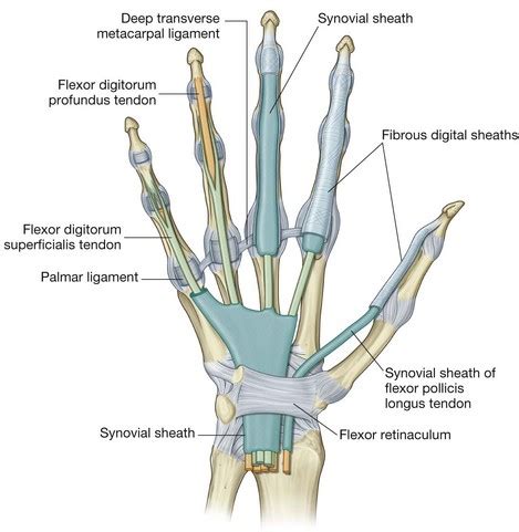 Upper limb pain | Musculoskeletal Key