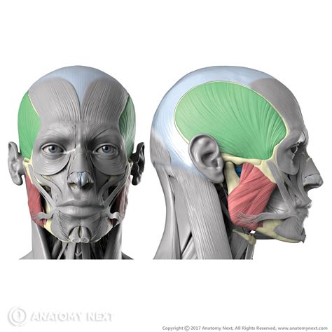 Masticatory muscles | Anatomy sculpture, Head anatomy, Human anatomy drawing