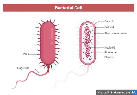 Structure of Bacteria • Microbe Online