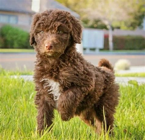 Aussiedoodle (Aussiepoo) : History, Temperament, Care, Training ...