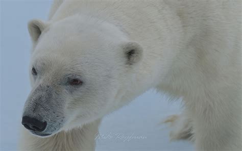 Hungry polar bear sniffing the air. Close-up portrait. Svalbard, Norway. 81st parallel North ...