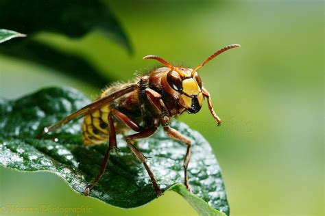 European Hornet queen photo WP19435