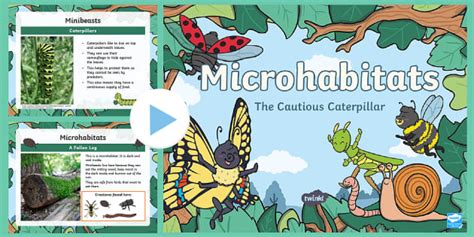 KS1 Microhabitats PowerPoint | Resources (teacher made)